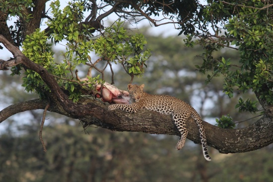 Leopards have the decency to eat their kills in trees