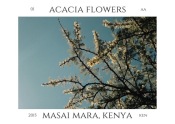 Acacia tree in bloom, July