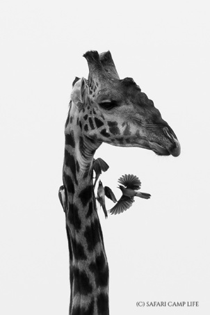 giraffe with oxpeckers b&w