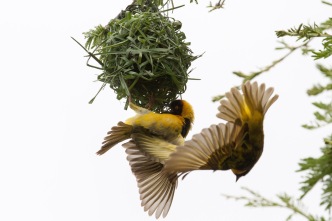 Weaver birds & nest